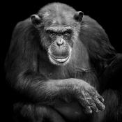 chimpansee (pan troglodytes) 10-2023 9117